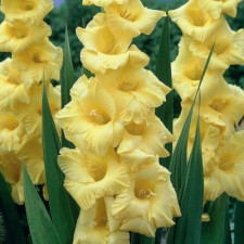 Гладиолус Bananarama