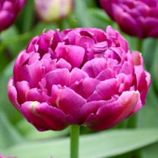 Тюльпан махровий Rosy Diamond