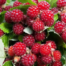 Ожина червона Ред Даймонд