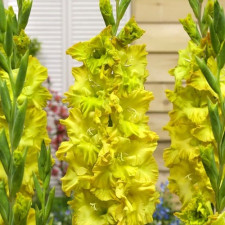 Гладиолус гофрированный Blitz