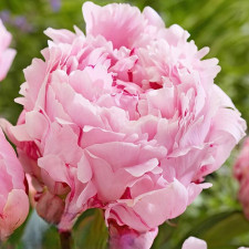 Пион травянистый Sarah Bernhardt Unique