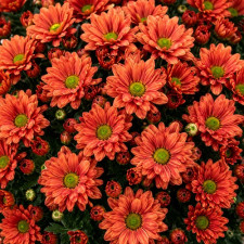 Хризантема гілкова Coral Star