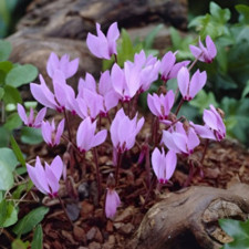 Цикламен Cilicium