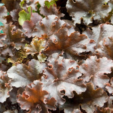 Гейхера гибридная Cappuccino