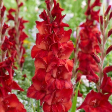 Гладиолус Amiga