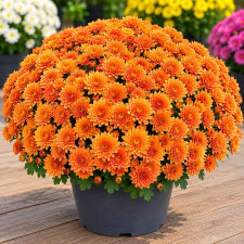 Хризантема мультифлора Bransound Orange