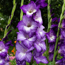 Гладиолус Blue Isle