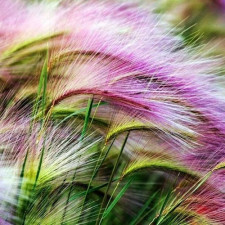 Ячмень гривастый Рикки