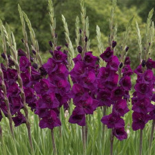 Гладиолус TW 36502