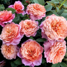 Роза японская Мияби