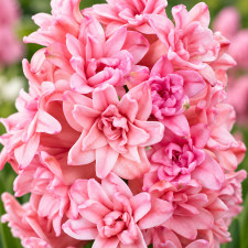 Гиацинт Spring Beauty