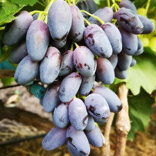 Виноград столовий Знахідка Калугина