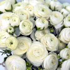 Лютик садовый White