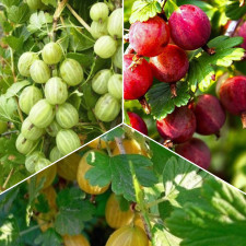 Комплект крыжовника "Светофор"