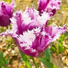 Тюльпан бахромчатий Purple Cirkus