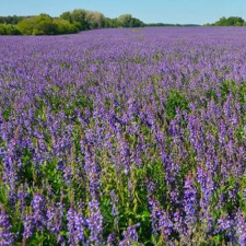 Семена Люцерны магниченой