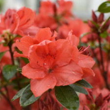 Азалия японская Оранж Бьюти, Orange Beauty