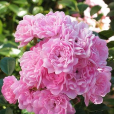 Роза почвопокровная Зе фейри