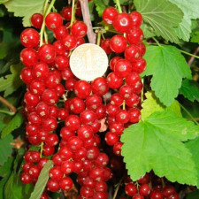 Смородина красная Праздничный салют