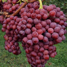 Виноград кишмиш Щелкунчик