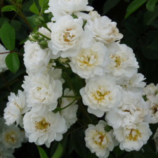   Роза плетистая Гирлянд д'Амур