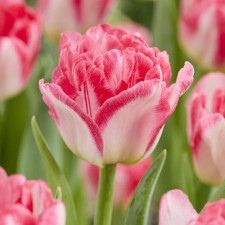 Тюльпан махровый Pink Deligth