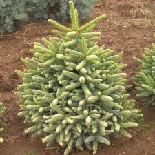 Пихта Пинсапо Ауреа, pinsapo Aurea (привитая)
