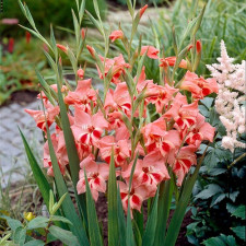 Гладиолус низкорослый Nathalie