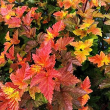 Пухироплідник Меджик Болл