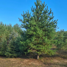 Сосна Банкса