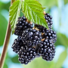 Ожина карликова ранняя Діма Тайні Блек