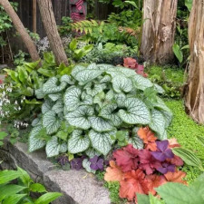 Бруннера Jack Frost