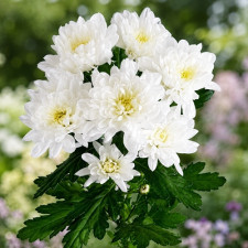 Хризантема веточная Baltica White