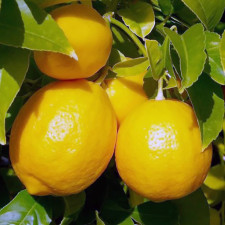 Лимон Інтердонато