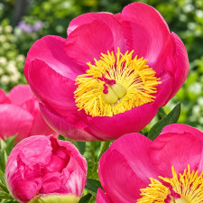 Пион Patio Peony Oslo 