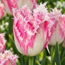 Тюльпан оторочений Huis Ten Bosch