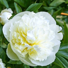 Пион травянистый Duchesse de Nemours