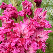 Гладіолус Сонг