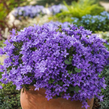 Дзвіночок пожарського Stella