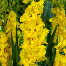 Гладіолус Жовтий Восторг
