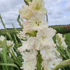 Гладиолус гофрированный Ivory Perfection