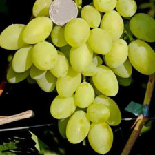 Виноград столовый Белая Медведица