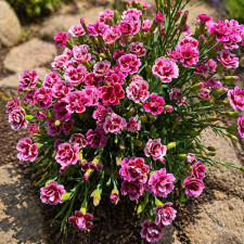 Гвоздика садова Pink Kisses