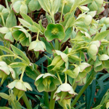 Морозник східний Yellow Wilgenbroek