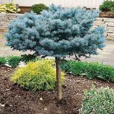 Ель колючая Глаука Глобоза, Glauca Globosa 30-40см (штамб 30-40см, привитая)