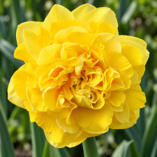 Нарцисс махровый Eastertide