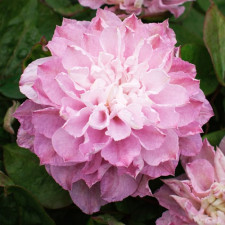 Клематис Дансинг Смайл, Dancing Smile