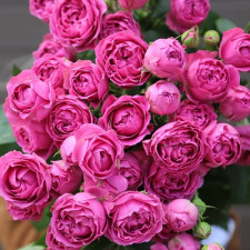 Роза спрей Рич Баблс