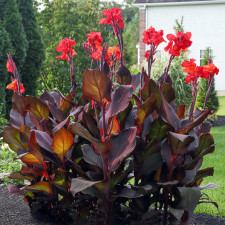 Канна краснолистная Red Stripe