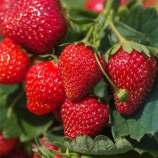 Полуниця ампельна Delician F1